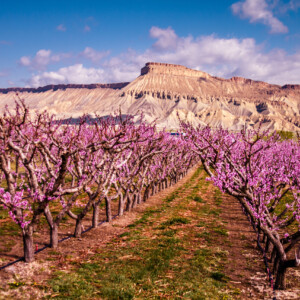Rows of blooming peach trees in peach orchard in full spring bloom Rows of blooming peach trees in peach orchard in full spring bloom